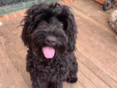 Cavoodle – Narellan