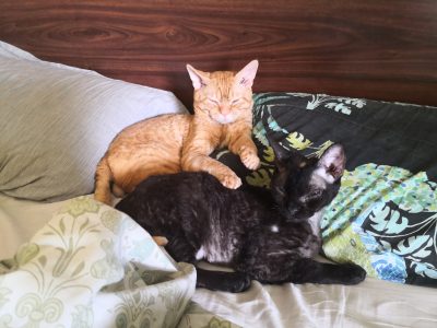 Devon Rex – Nyah West