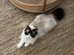 Ragdoll – Wollert