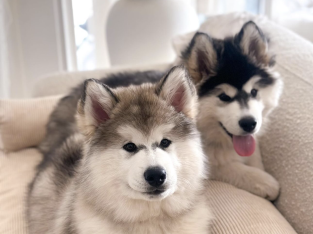 Alaskan Malamute – Ringwood