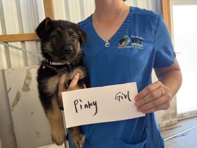 German Shepherd – Bowen