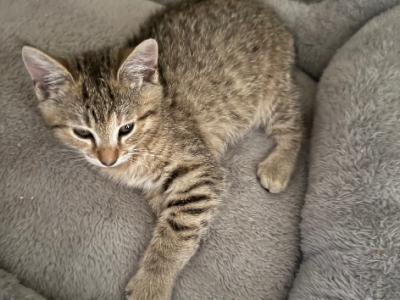 Pixie Bob – Castle Hill