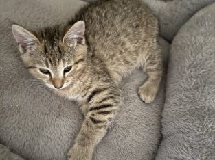 Pixie Bob – Castle Hill