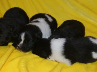 German Spitz – Murray River