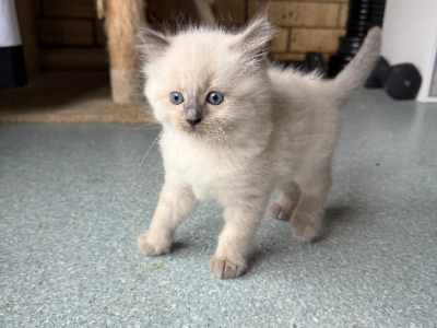 Ragdoll – Wilsonton Heights