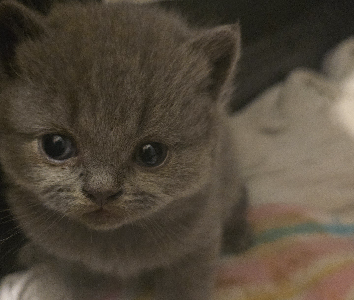 British Shorthair – Dallas