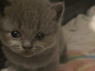 British Shorthair – Dallas