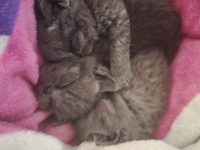 British Shorthair – Dallas