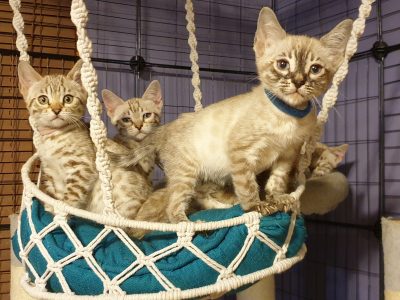 Bengal – Mill Park