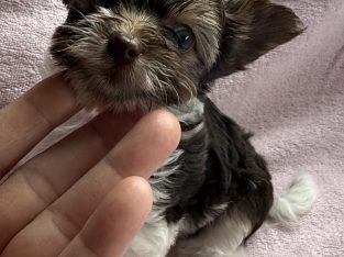 Yorkshire Terrier – Romsey