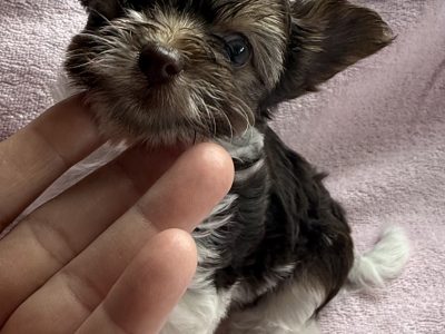 Yorkshire Terrier – Romsey