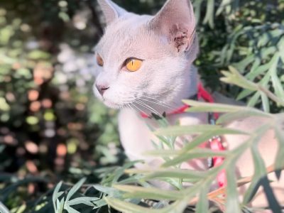 Burmese – Two Moons Cattery
