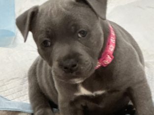 Staffordshire Bull Terrier – Aspendale