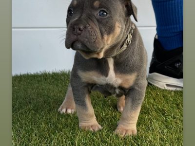 American Bullies – Melbourne