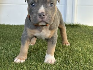 American Bulldog – Michael Gravina