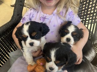 Cavalier King Charles Spaniel – Rosewood