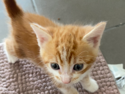 Domestic Short Hair (DSH) – Gordon