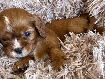 Cavalier King Charles Spaniel – Leppington