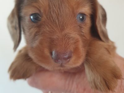 Miniature Dachshund – Loveday
