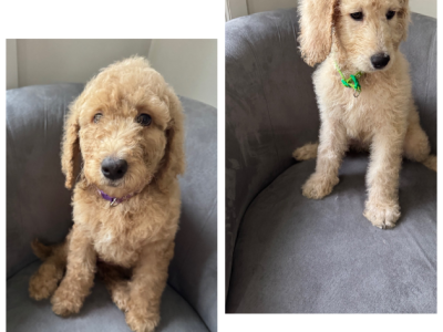 Groodle – Cairnlea