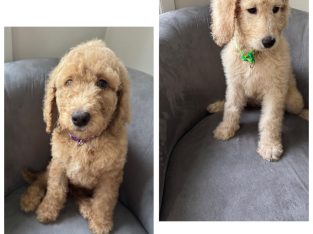 Groodle – Cairnlea