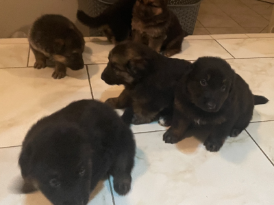 German Shepherd – Wollongong
