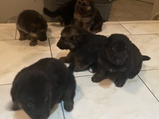 German Shepherd – Wollongong