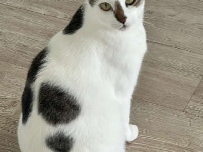 Ragdoll – Couridjah