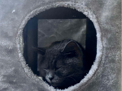 British Shorthair – Ingleburn