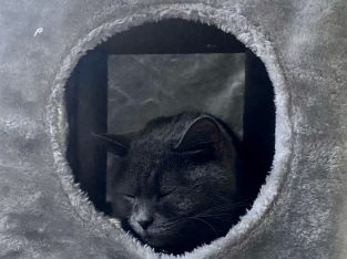 British Shorthair – Ingleburn