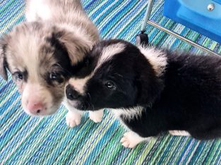 Border Collie – Redbank Plains