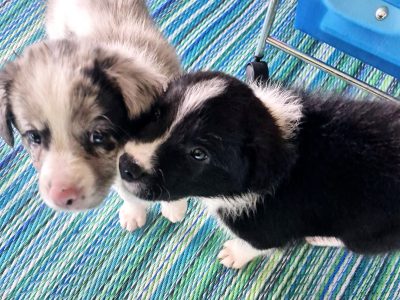 Border Collie – Redbank Plains