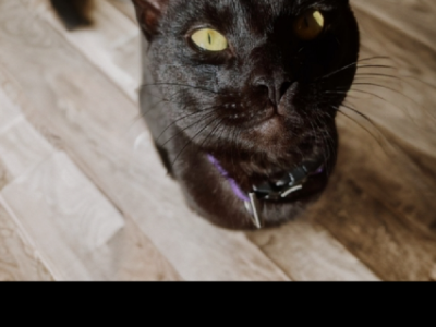 Domestic Short Hair (DSH) – Windsor Gardens