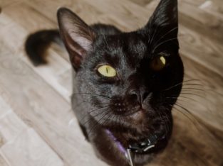 Domestic Short Hair (DSH) – Windsor Gardens