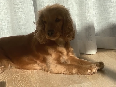 Dogs – Tallebudgera