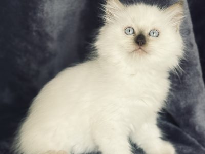 Ragdoll – Plainland