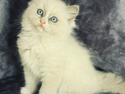 Ragdoll – Plainland