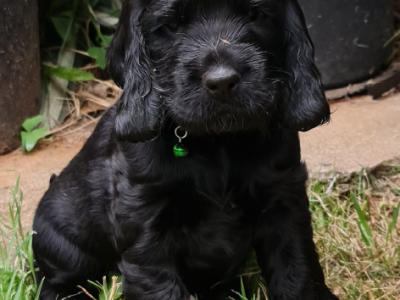 Cocker Spaniel – Orange