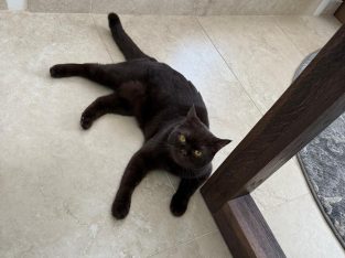 British Shorthair – Liverpool