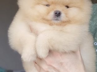 Pomeranian – Kelso