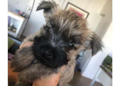 Cairn Terrier – Condell Park