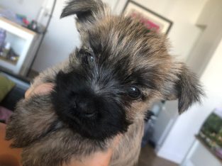 Cairn Terrier – Condell Park