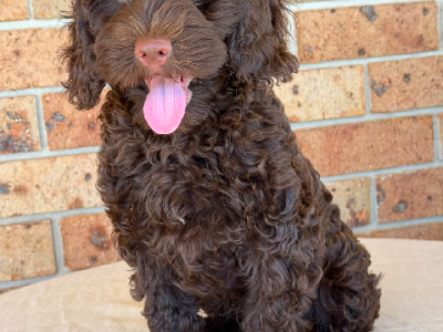 Cavoodle – Tamworth