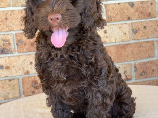 Cavoodle – Tamworth