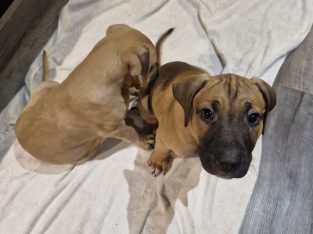 Bullmastiff – Springfield Lakes