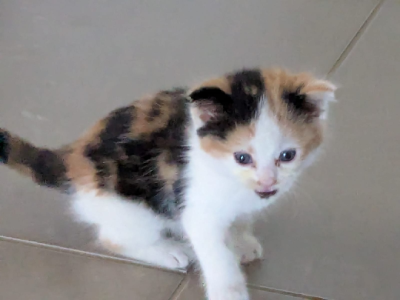 Cats – Gregory Hills