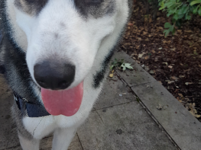 Husky – Pyrmont