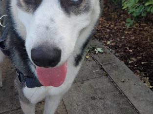 Husky – Pyrmont