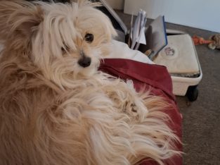 Chihuahua – Waikiki