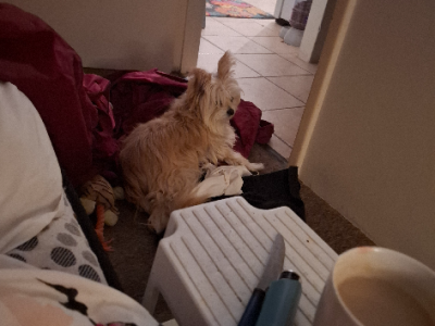 Chihuahua – Waikiki